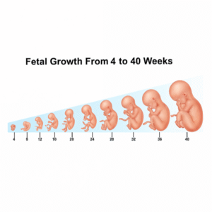 Pregnancy Care Tips for Indian Mothers: A Complete Guide
