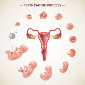 uterus pregnancy second trimester belly growth