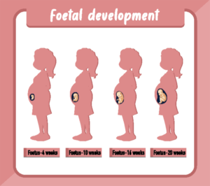 baby development guide